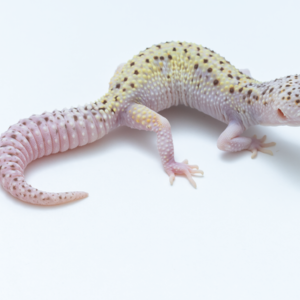 Bells Albino Snake Eyes Leopard Gecko For Sale
