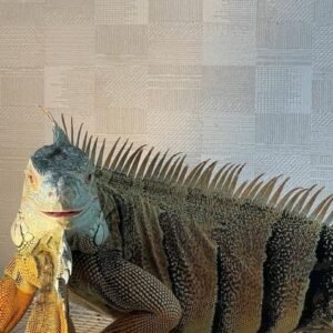 iguana for sale