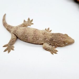 Gran Terre Leachianus Gecko For Sale