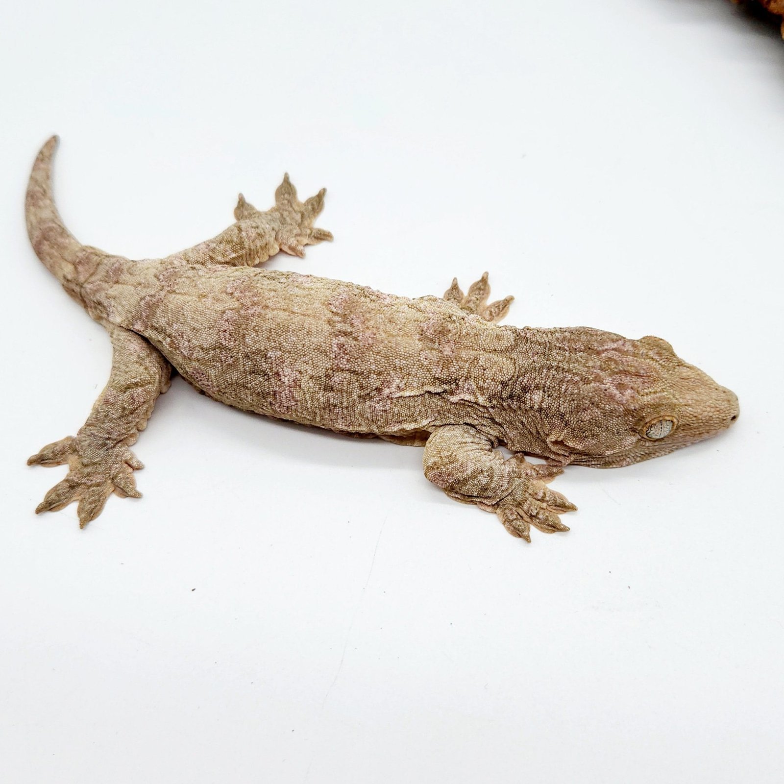Gran Terre Leachianus Gecko For Sale