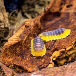 Blue Lemon Isopod For Sale