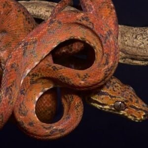 Pepper Phase Amazon Tree Boa For Sale