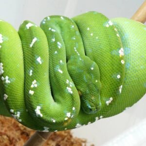 green tree python for sale