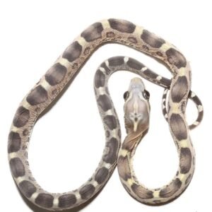 Scaleless Caramel Het Motley Cornsnake for sale | 2026