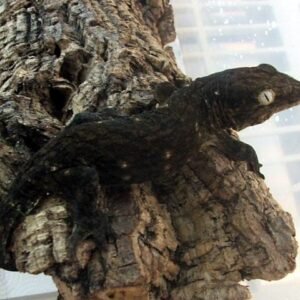 Dark Morph Leachianus Gecko For Sale