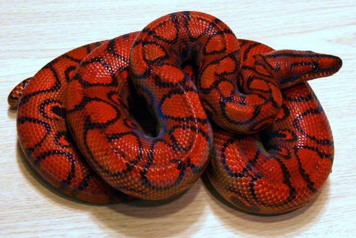 Brazilian Rainbow Boa For Sale