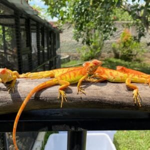 albino super crimson iguana