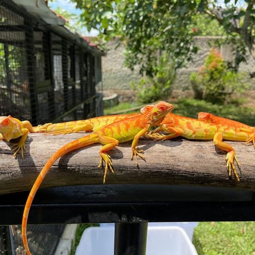 albino super crimson iguana