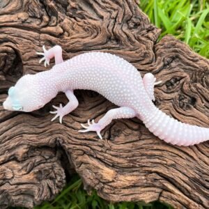 Diablo Blanco Leopard Gecko For Sale
