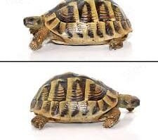 Giant Hermanns Tortoise Trio For Sale - Image 2