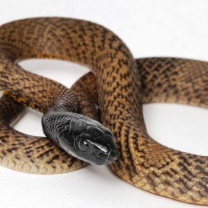 Inland Taipan for Sale