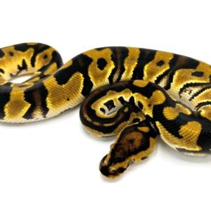 banana ball python