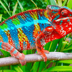chameleon cost