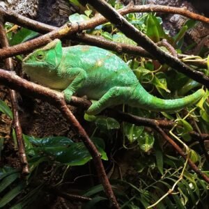 how much is a chameleon