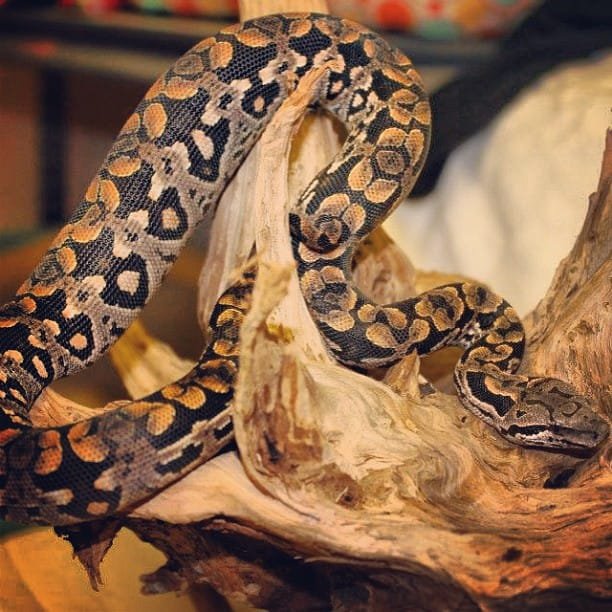 Dumerils Boa For Sale - Image 2