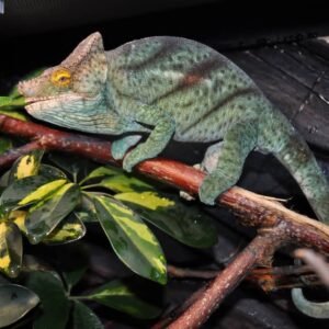furcifer pardalis for sale