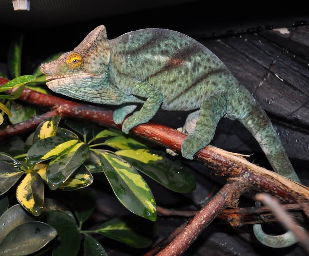 furcifer pardalis for sale