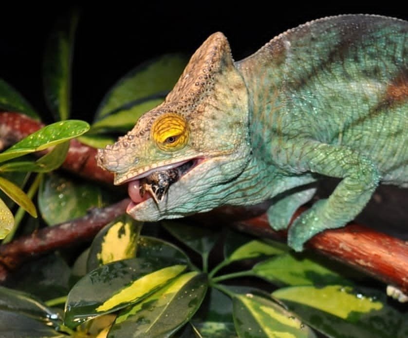 Orange Eyed Parsons Chameleon For Sale - Image 2