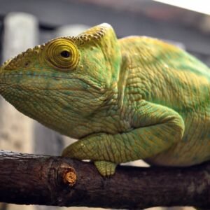 where can i buy a chameleon
