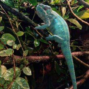 how much are chameleons