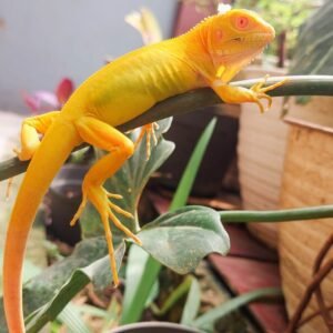 Albino Iguana For Sale