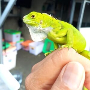 Green Iguana For Sale