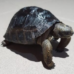 aldabra tortoise for sale