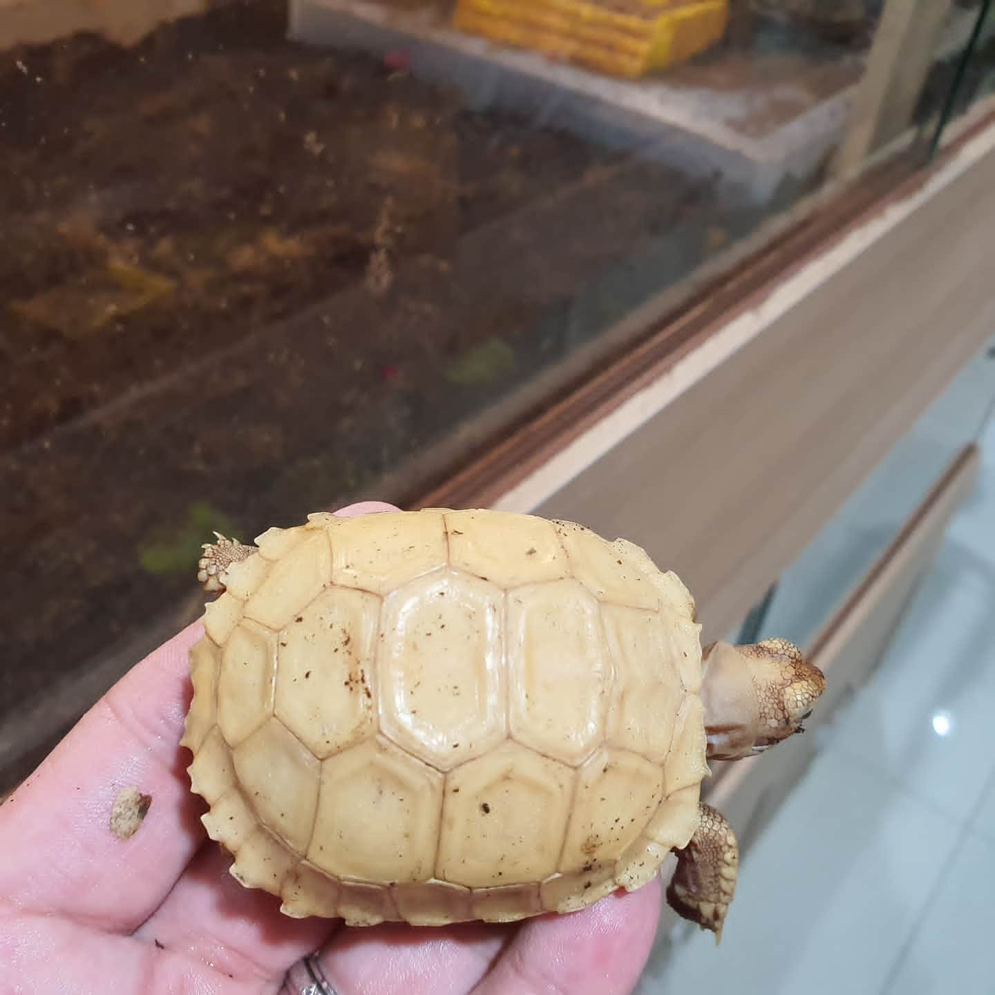 ivory sulcata tortoise