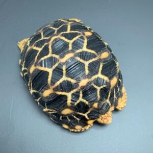 sri lankan star tortoise