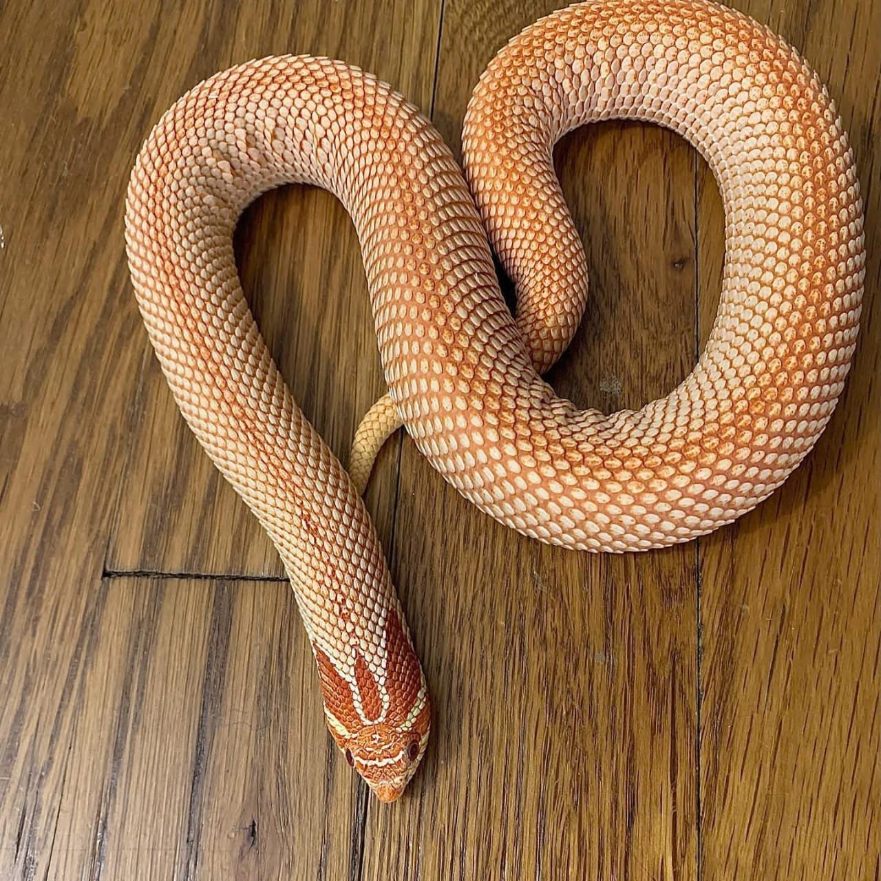 Albino Super Anaconda Hognose For Sale