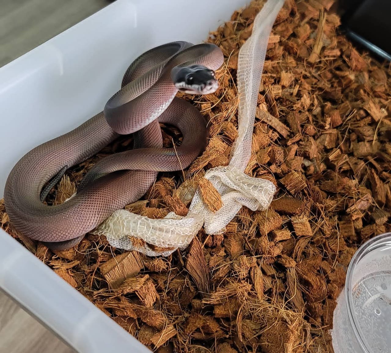 Southern White Lipped Python For Sale - Image 2