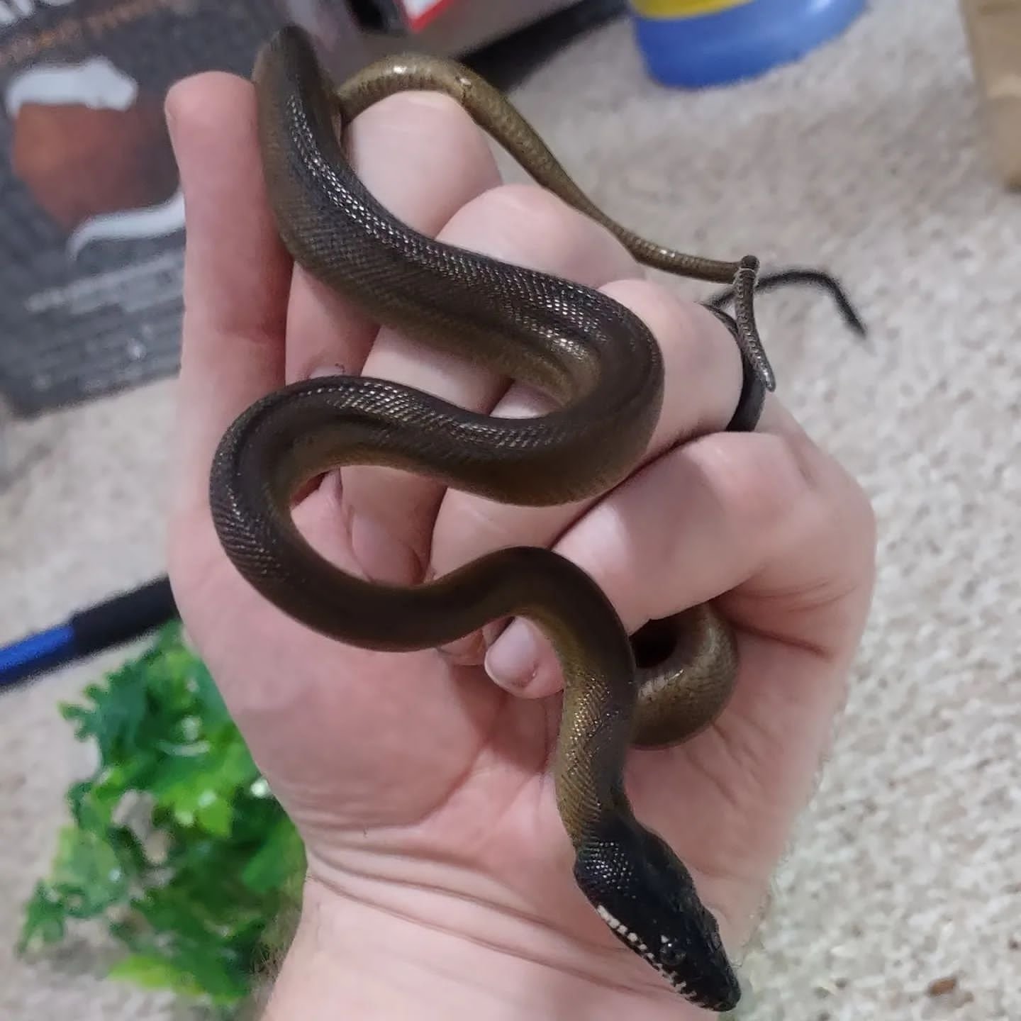 Northern White Lipped Python For Sale