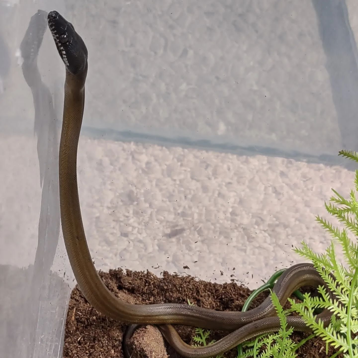 Northern White Lipped Python For Sale - Image 2