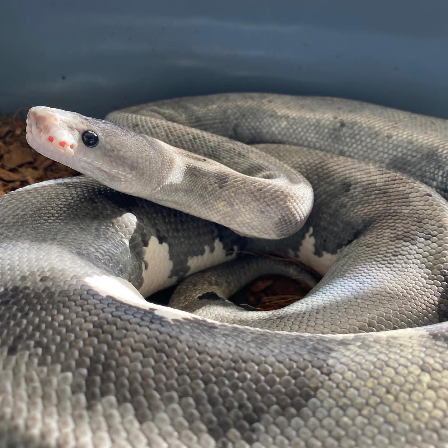 Urban Camo Ball Python For Sale - Image 2
