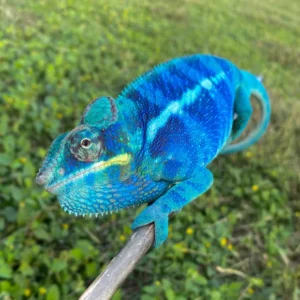 buy panther chameleon
