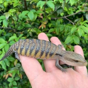 Drako