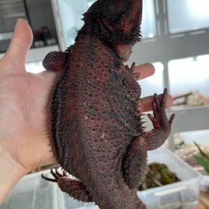 red and black bearded dragon