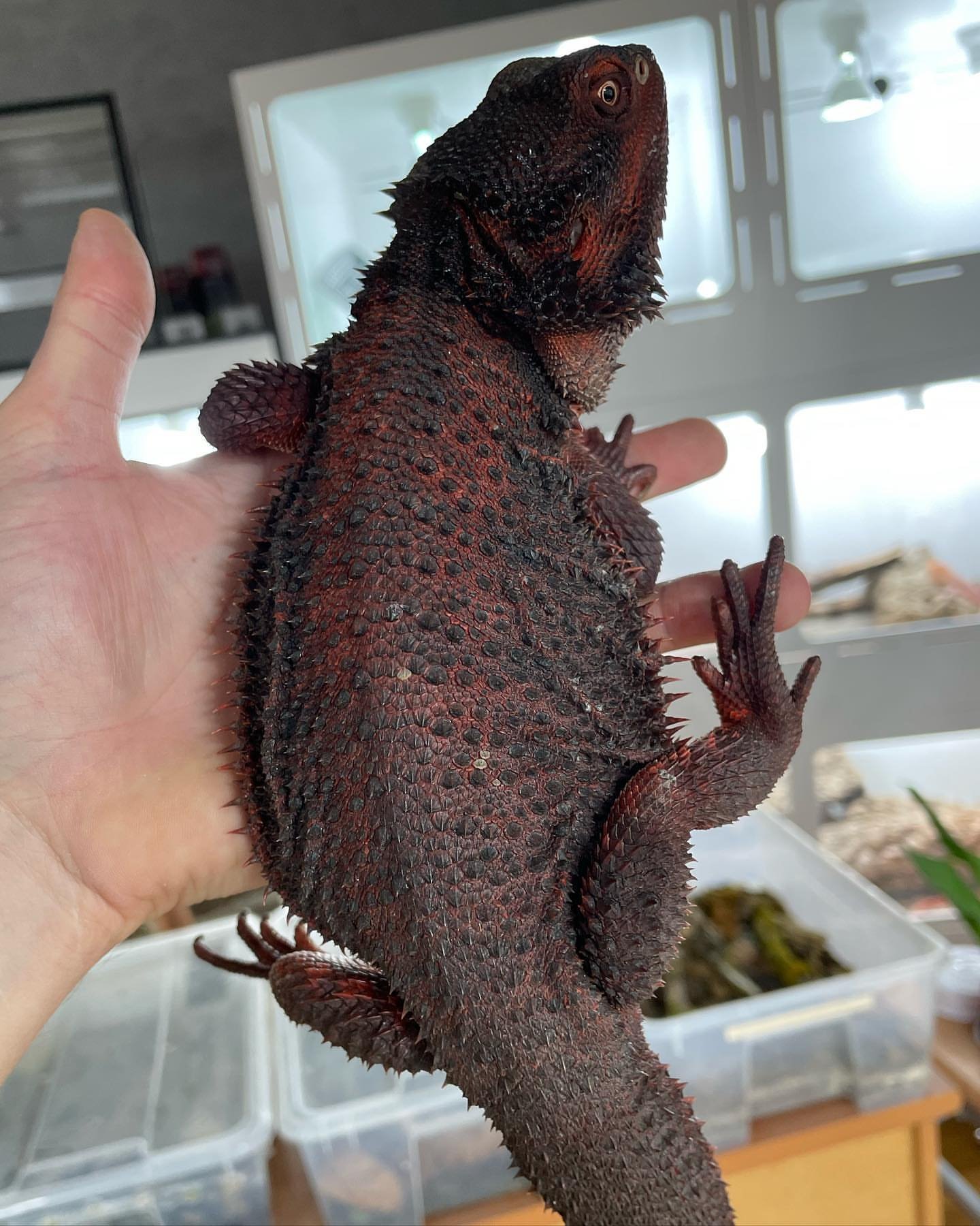 red and black bearded dragon
