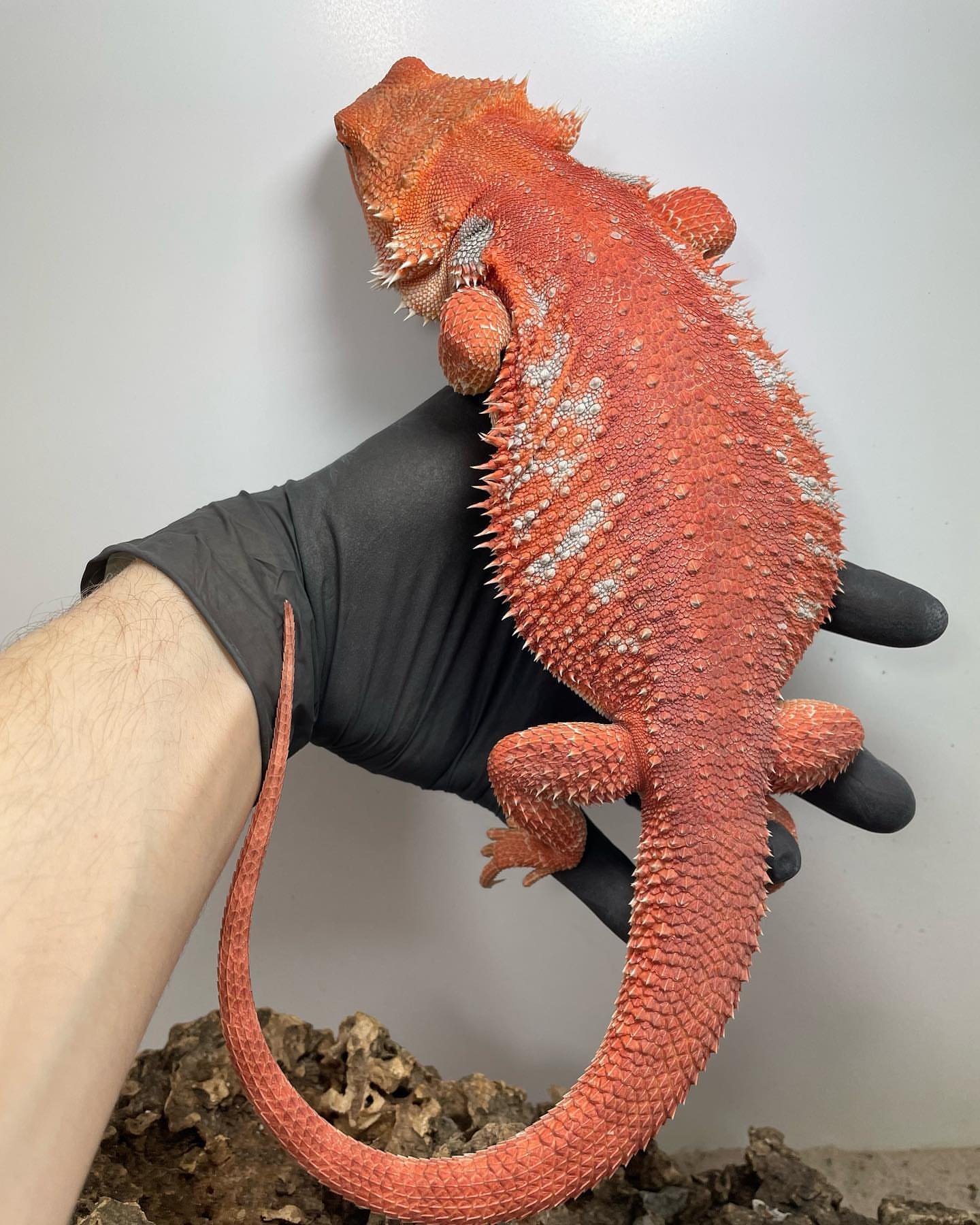 red bearded dragon for sale near me