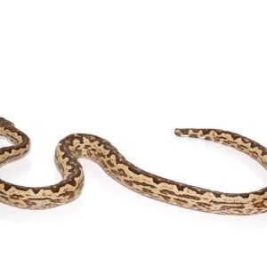 White San Isabel Island Ground Boa For Sale