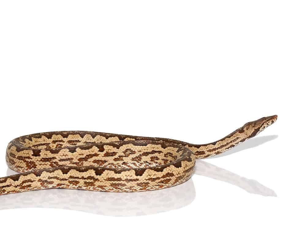 White San Isabel Island Ground Boa For Sale - Image 2