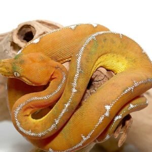 emerald boa