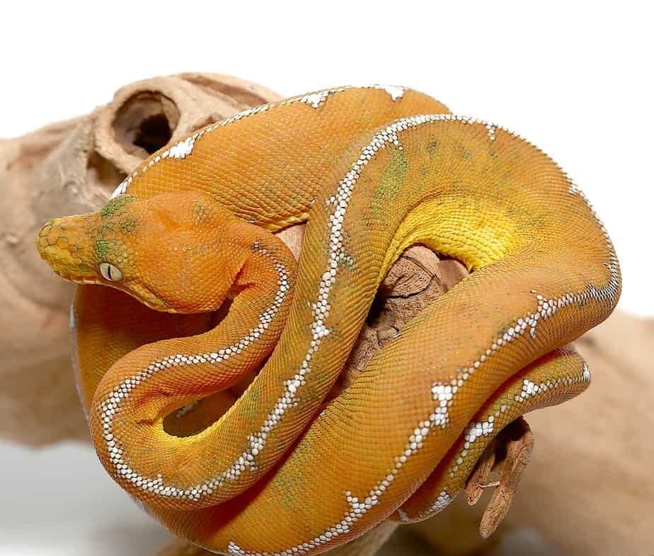 emerald boa