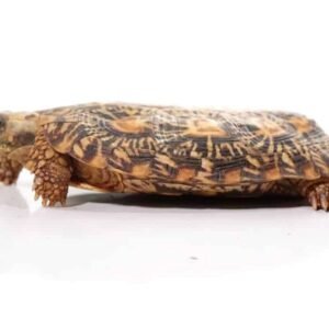 pancake tortoise
