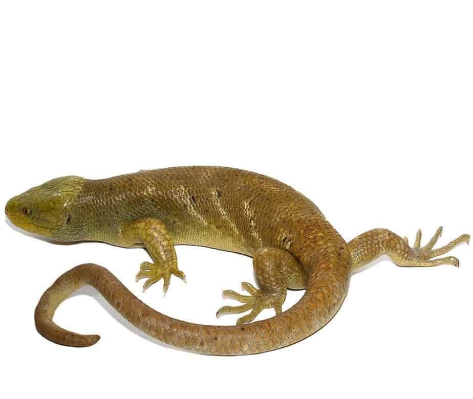 Hypo Monkey Tail Skink For Sale