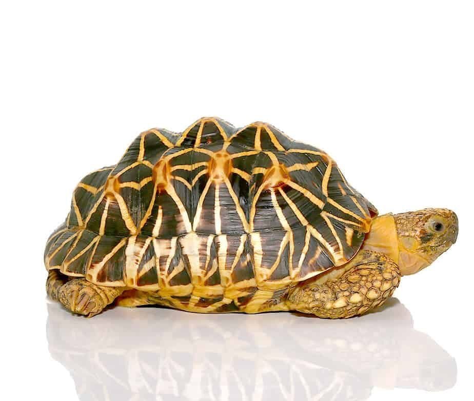 Indian Star Tortoise For Sale