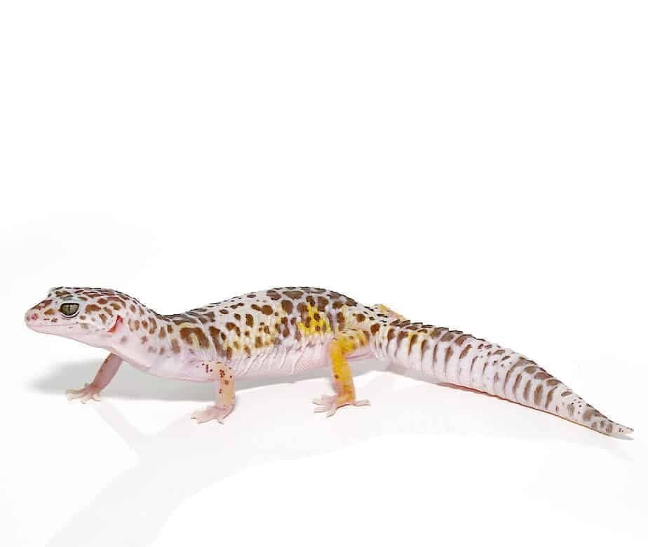 West Indian Leopard Gecko For Sale