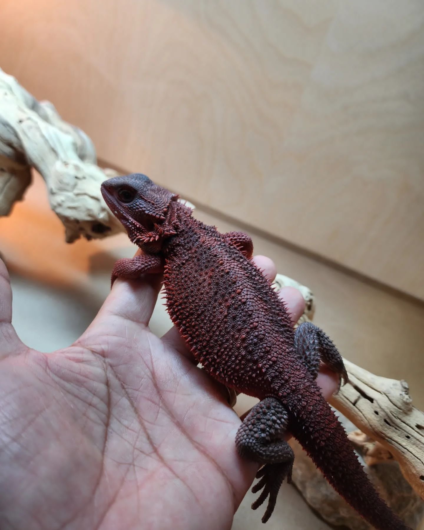 exotic bearded dragon