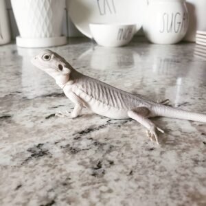 hypo zero bearded dragon