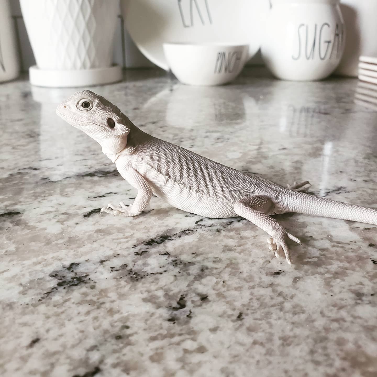 hypo zero bearded dragon